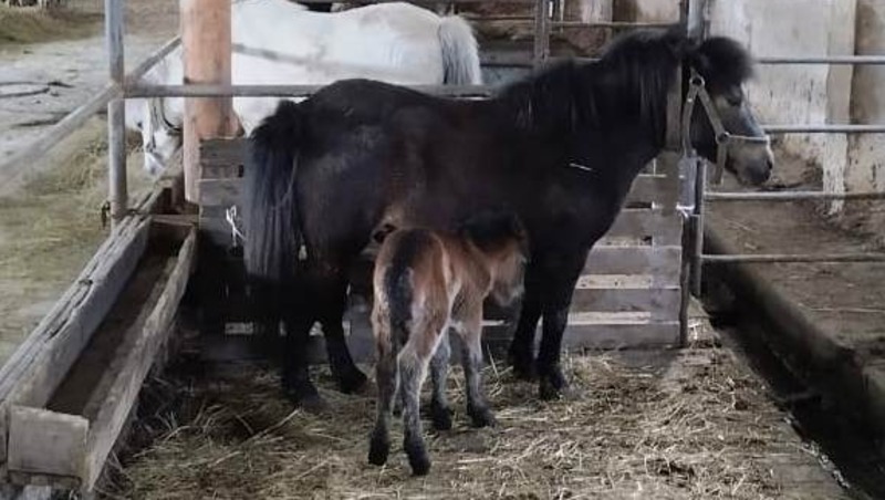 Жеребёнок пони появился на свет в красногвардейском фермерском хозяйстве