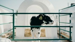 Центр исследований для молочного животноводства появится в Красногвардейском районе