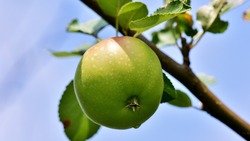 Жители посёлка Мирный Красногвардейского района заложили яблоневый сад