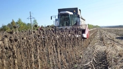 Уборка подсолнечника завершилась в красногвардейском кооперативе «Большевик»