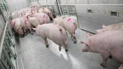Свинокомплексы «Агро-Белогорья» отгрузили с начала года 126,7 тысяч тонн свиней