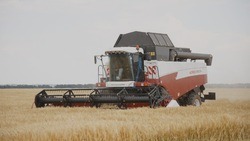 Урожайность в Белгородской области на данный момент выше на 25% в сравнении с прошлым годом