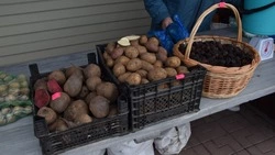 Красногвардейские овощеводы смогут получить господдержку на возмещение затрат