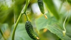 Вячеслав Гладков – о втором месте региона по числу выращивающих органические продукты предприятий