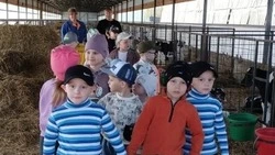 Дошкольники из красногвардейского села Самарино побывали на животноводческой ферме