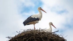 Житель села Казацкое Красногвардейского района рассказал о неравнодушии энергетиков