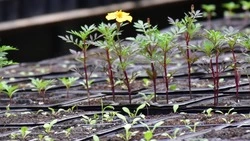 Около 100 тыс. однолетних цветов украсят клумбы Бирюча в 2025 году