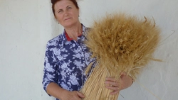 Зёрна в ладонях. Агроном СПК «Большевик» – о тонкостях работы