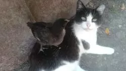 Вместо наседки. Внештатный автор газеты «Знамя труда» поделился необычной историей