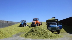 Вот какая кукуруза! В СПК «Большевик» приступили к силосованию