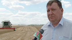 Замглавы администрации Красногвардейского района: «Хлебный колос позвал»
