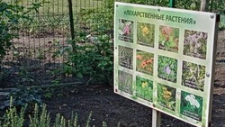 Педагог Красногвардейской Станции юннатов: «Лекарственная аптека природы»