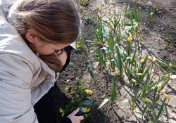 Педагог красногвардейской Станции юных натуралистов: «Пора вспомнить о первоцветах!»