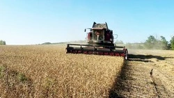 Щедрая нива. Как труженики красногвардейского СПК «Большевик» убирают урожай