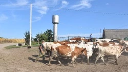 Власти напомнили красногвардейским сельхозпредприятиям о положениях федерального закона