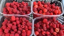 Садоводы-любители Красногвардейского района соберут в этом году двойной урожай малины