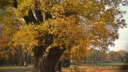 Национальный реестр старовозрастных деревьев пополнится ивнянским дубом