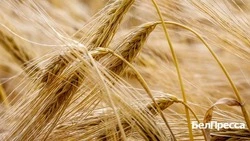 Губернатор Вячеслав Гладков рассказал об успехе сельскохозяйственной сферы