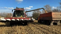 Богатырские початки. Труженики красногвардейского «Большевика» активно убирали «королеву полей»