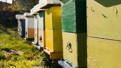 Красногвардейские пчеловоды смогут применить IT технологии на своих пасеках 