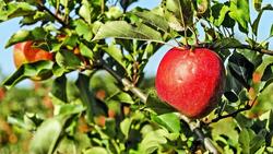 Предприятие «Красногвардейские сады» заготовило более 1000 тонн яблок