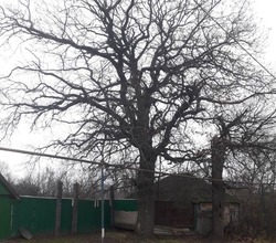 Власти сохранят памятники природы в селе Гредякино Красногвардейского района