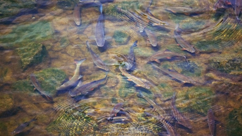 Отдел госконтроля и охраны водных биоресурсов по Белгородской области: «Внимание нерест!»