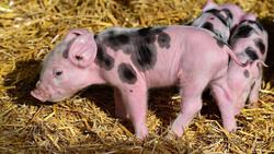Ветспециалист напомнила красногвардейцам об опасном заболевании свиней