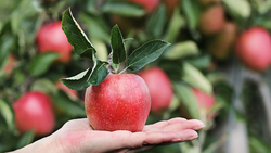 Бирюченские садоводы собрали более 200 тонн яблок