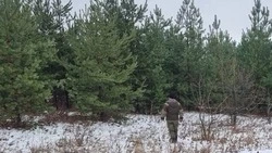 Красногвардейское лесничество напомнило о последствиях незаконной рубки елей