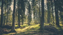 Парк коптеров может появиться в Белгородской области для наблюдения за лесами