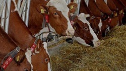 Вячеслав Гладков призвал глав районов проконтролировать продажу домашнего скота мобилизованных 