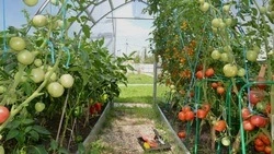 Вячеслав Гладков рассказал о государственной поддержке малых форм хозяйствования в АПК