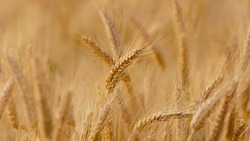 Регион оказался в числе лидеров по урожайности зерна в стране