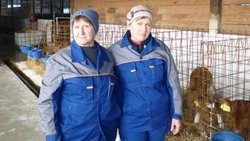 Животноводы красногвардейского СПК «Большевик» достойно завершили 2025 год