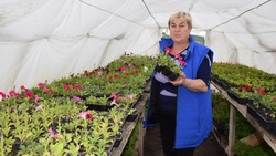 Специалисты вырастили более 150 тыс. цветов в Бирюченском предприятии озеленения