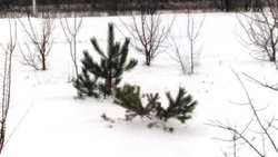 Депутат из красногвардейского Коломыцево призвал граждан беречь природу