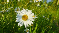 Жители Белгородской области присоединятся к акции «Белый цветок»