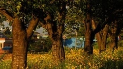 Благоустроенный сквер появится в посёлке Бирюч