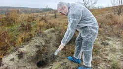Работники Красногвардейской ветстанции провели мероприятия по вакцинации диких животных