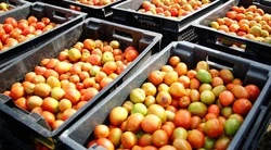 Вячеслав Гладков – об увеличении объёма поддержки малого аграрного бизнеса в 2025 году