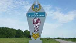 Раскрывая силу колоса. Главный агроном СПК «Большевик» – о резервах повышения урожайности