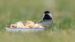 Обучающиеся школ Бирюча заготовили более 30 кг корма для зимующих птиц