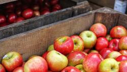 Красногвардейские садоводы собрали более 20 тонн яблок
