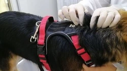 В Госветслужбе рассказали красногвардейцам о возможности бесплатной вакцинации животных