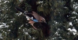 Всё реже пение птиц. Житель города Бирюч обратил внимание на отношение к пернатым