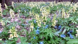 Ученики Бирюченской средней школы призвали земляков беречь первоцветы