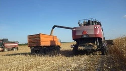 Труженики красногвардейского СПК «Большевик» завершили уборку кукурузы