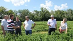 Красногвардейские аграрии оценили состояние посевов