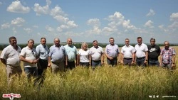 Объезд полей состоялся в Красногвардейском районе